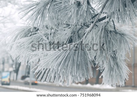 Winter snowy pine Christmas tree scene. Fir branches covered with hoar frost Wonderland. Winter is coming New year. Calm blurry snow flakes winter background with copy space.