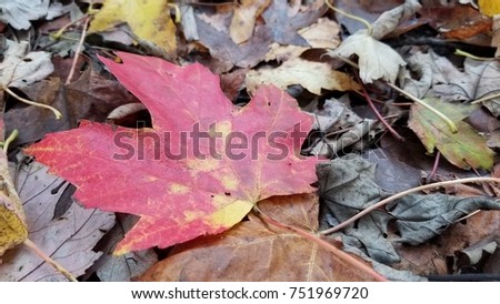 A fallen leaf and the colors of fall