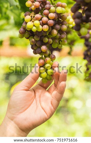 hand holding Purple and green Grapes Clustered on the Vine on tree