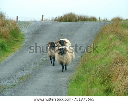 Black faced sheep in Ireland. 