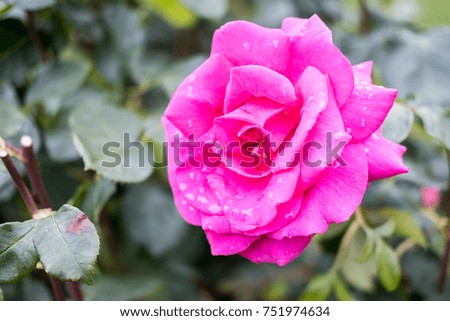 Pink Rose in the Garden