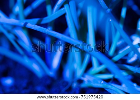 blue leaves