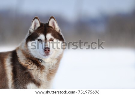 Red husky dog winter portrait