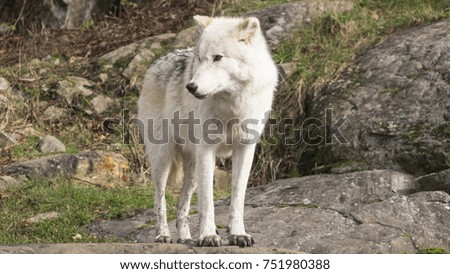 Arctic Wolf in the fall season