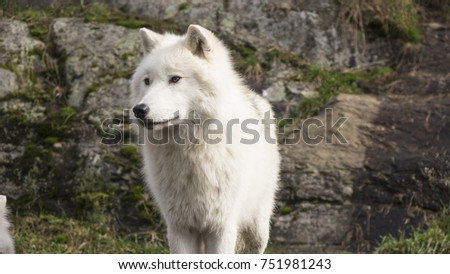 Arctic Wolves in the fall