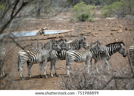 Hyenas bathing in a watering hole while a herd of zebra stands nearby during a drought in Kruger National Park, South Africa