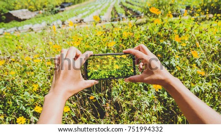 Woman hand catching mobile phone Flower Photography Cosmos sulphureus. In the flower garden on the mountain. Thailand