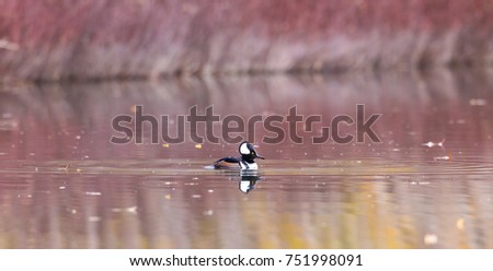 Hooded Meganser male on a lake reflecting the fall colors in Quebec, Canada.