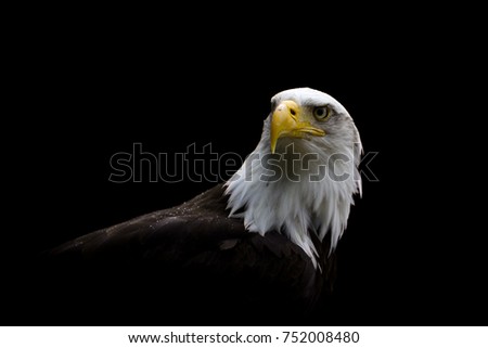 A Low key close isolated image of a Bald Eagle with a Dark Background