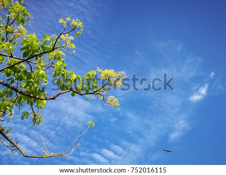 The branches are green leaves. Sunshine In the daytime, there is a bright blue sky in the background, and far away, birds are seen flying in the sky. Feel fresh.
