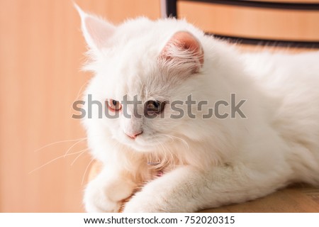 White cat sleeping on a Chair, and you are interested in something.
