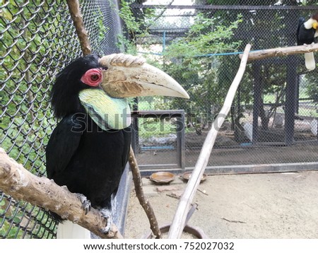 Toucan, Big beak bird Chesnut-mandibled sitting on the branch