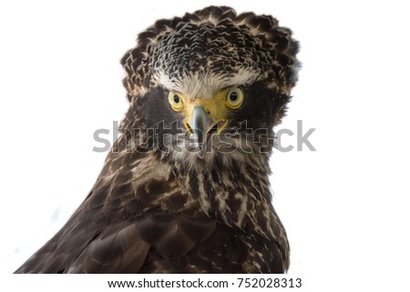Crested Serpent Eagle (Spilornis cheela), front view with crest partially raised against white background.