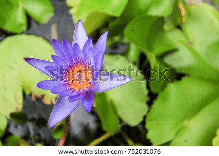 The lotus flower have colorful beautiful