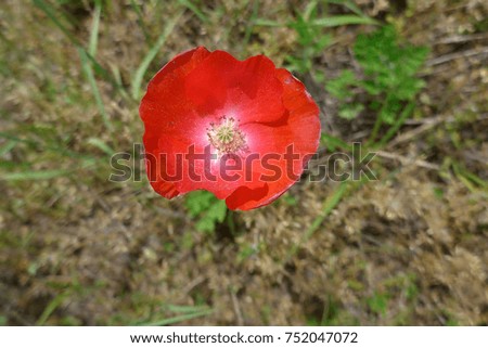 red color flower