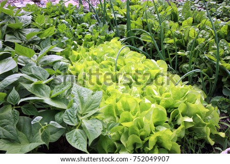 Young onion, lettuce, onions, rucola, beans and beets, in vegetable permaculture cultivation. Eco-friendly backyard garden, vegetable garden. Royalty-Free Stock Photo #752049907