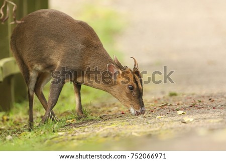 A stunning wild stag Muntjac Deer (Muntiacus reevesi) feeding on berries and leaves that have fallen onto the side of the track.