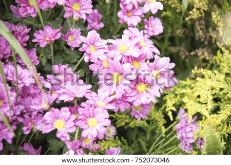 Flower nature with copy space in Natural background