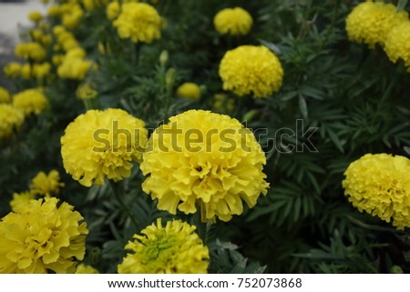 ?Yellow Thai flower 