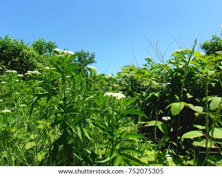 Cluster of blooming Black Elder herb and Mountain Clear Blue Sky