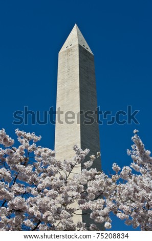 Washington monument on sunny day with blossom trees