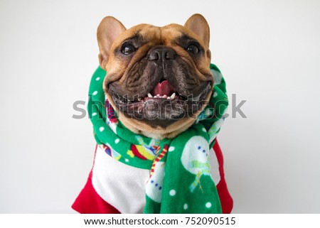 Fawn French bulldog in Christmas clothing, smiling of happiness Royalty-Free Stock Photo #752090515