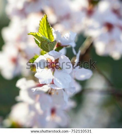 Apricot tree flowers in the spring garden. Spring blossom. Close-up.