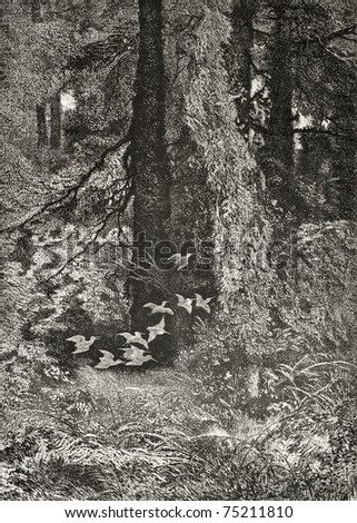 Old illustration of woodcocks flock in the forest. Created by Bodmer and Comte, published on L'Illustration, Journal Universel, Paris, 1868