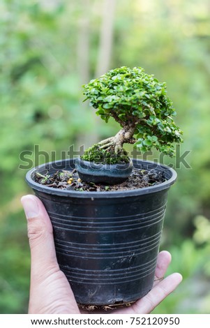 Tree bonsai mini tree in the pot, miniature style on natural background, beautiful, green leaves, structure, foot and roots, pot