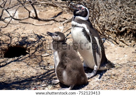 Adult penguin and chick at Punta Tombo near Trelew