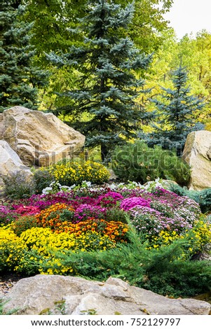 lanscape design. beautiful garden of blue spruce, bright yellow chrysanthemum and other vegetation, paths with pebbles for a walk