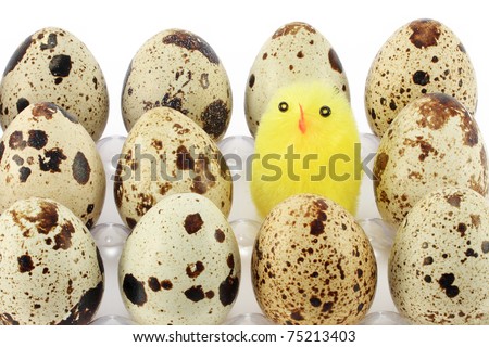 Quil eggs with young chicken