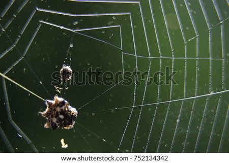 Blurry spider. Cobweb.