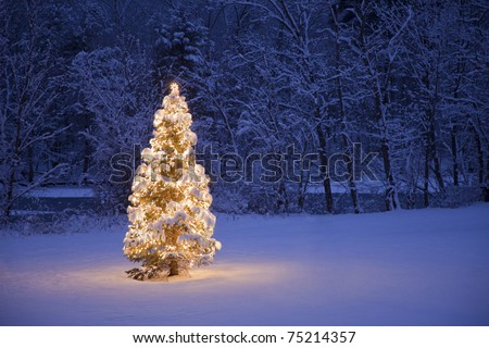 A lite Christmas Tree in a field with a river and forest in the background
