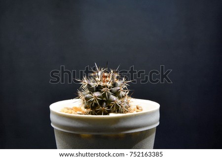 Cactus in the pot on black background.