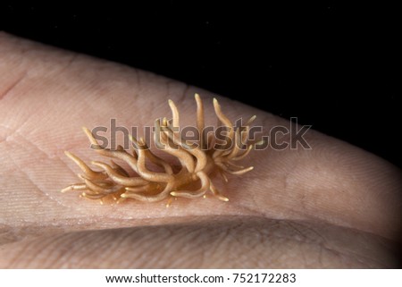 Phyllodesmium briareum on Human Hand