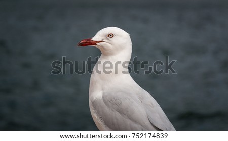 Close up picture of a seagull with a red eye and a red beak on a charcoal color background