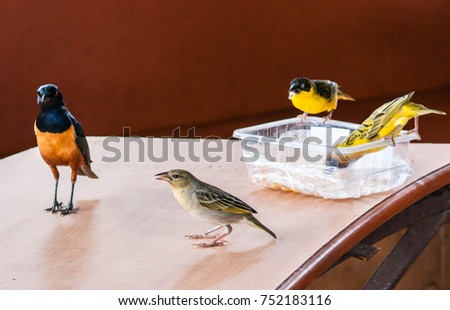 Picture of Tropical birds and sparrows eating from a plastic food container