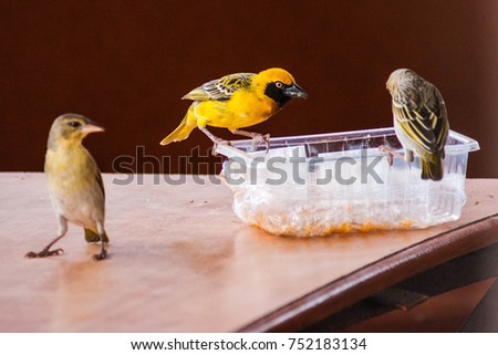 Picture of Tropical birds and sparrows eating from a plastic food container