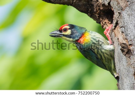 Bird nest Coppersmith barbet, Crimson-breasted barbet (Megalaima haemacephala) 