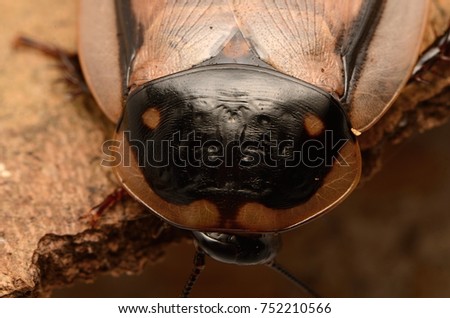Cockroach (Eublaberus serrulatus)