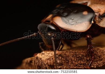 Cockroach (Eublaberus serrulatus)