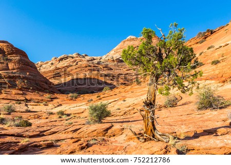 Lonely tree against a backdrop of pyramidal striped stone domes on the road to the northern coyote buttes, Arizona, USA