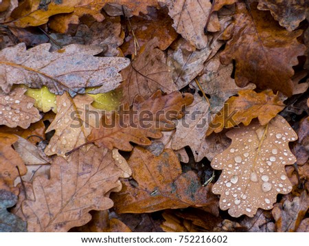 oak leaves after rain