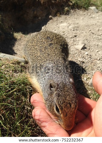 Columbian Ground Squirrel (Urocitellus columbianus) eating nuts and raisins from hand.