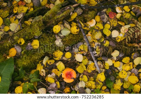 autumn in the forest. mushrooms and yellow leaves