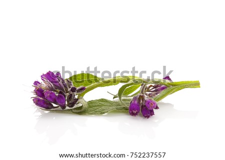 Healthy Comfrey flower with leaves, Symphytum officinale. Comfrey isolated on a white background. Royalty-Free Stock Photo #752237557
