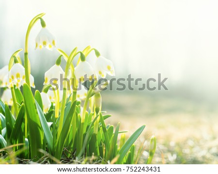 The first spring flowers in meadow, bud of snowdrops, symbol of nature awakening in the sunlight. Light toning, brightening. Royalty-Free Stock Photo #752243431