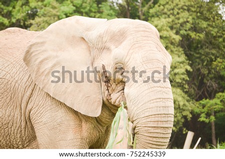 An grey african elephant with trees in the background