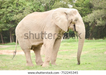 An grey african elephant with trees in the background